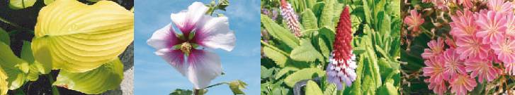 Bloemen - Linders Kwekerijen